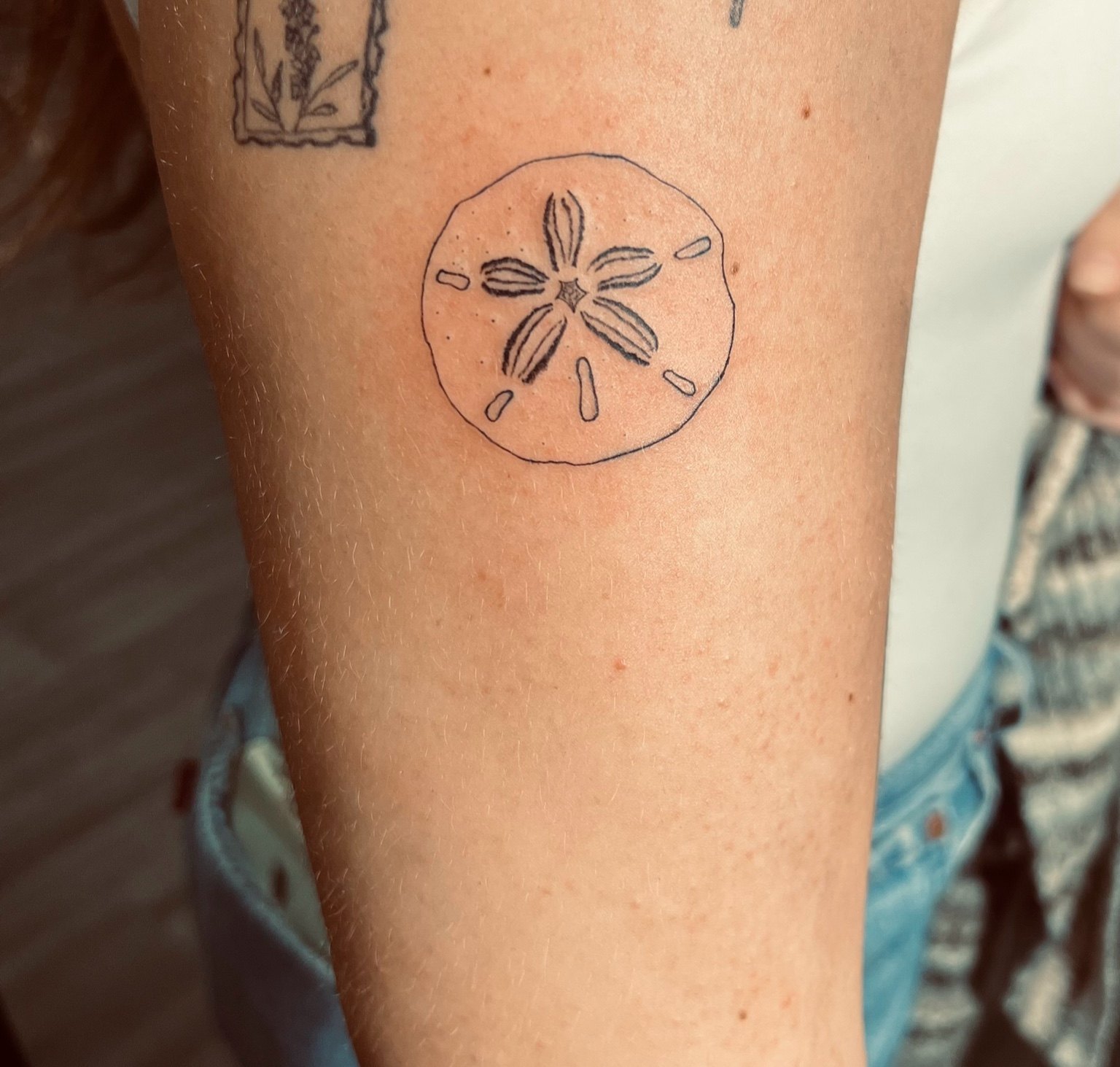 Sand Dollar tattoo by Cam Donachie
